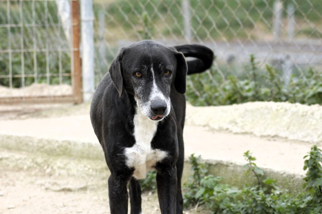 Sansa (F) / Senior / Au refuge depuis 9 ans